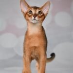 Mozart purebred Abyssinian male kitten
