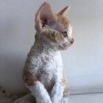 Baileys red on white color female kitten Devon Rex
