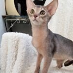 Forps purebred Abyssinian male kitten