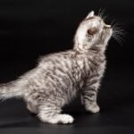 Boni purebred Scottish straight silver tabby female