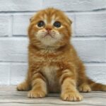 Duran-Duran purebred Scottish fold in a red marble color