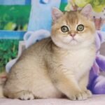Arnold British shorthair male kitten