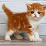 Fasolka Scottish straight shorthair male kitten