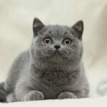Tonya purebred British shorthair female kitten