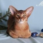 Merlin purebred Abyssinian male kitten