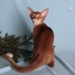 Necole purebred Abyssinian female kitten