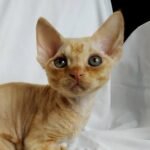 Leviafan creamy tabby color male kitten Devon Rex