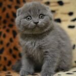 Twister purebred Scottish fold kitten in a blue color