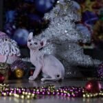 Talula female Elf kitten