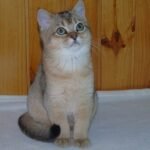 Chloe purebred British shorthair female kitten