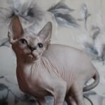 Winter Flower female Sphynx kitten