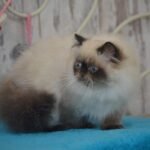 Balu seal point color Persian male kitten