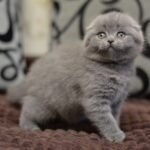 Lima Scottish fold shorthair female kitten