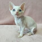 Izulia white colorpoint female kitten Devon Rex