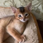 Alisa purebred Abyssinian female kitten
