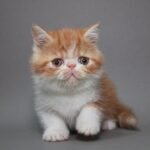 Leon red marble on white color Exotic shorthair male kitten