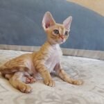Maxim red tabby color male kitten Devon Rex