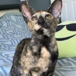 Sabrina Oriental female kitten