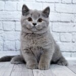 Smile British shorthair male kitten
