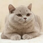 Plush Kiss Jalala purebred British shorthair female kitten