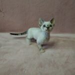 Bella black tabby with white colorpoint female kitten Devon Rex