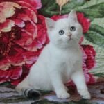 549 Unicum British shorthair male kitten