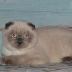 Winnie color point purebred Scottish fold shorthair kitten