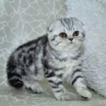 Tina purebred Scottish fold black marble girl
