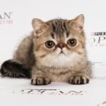 Karolin brown tabby color Exotic shorthair female kitten