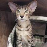 Vandal Oriental male kitten