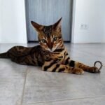 Berica purebred Bengal female kitten