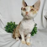 Adel calico color female kitten Devon Rex