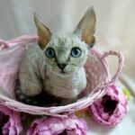 Orlando chocolate lynx point color male kitten Devon Rex