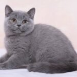 Talia purebred British shorthair female kitten