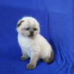 Peter Scottish fold shorthair male kitten