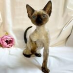 Olika chocolate point color female kitten Devon Rex