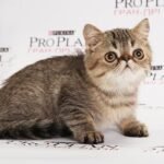 Kenni brown tabby color Exotic shorthair male kitten