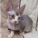 Paris blue bicolor male kitten Devon Rex