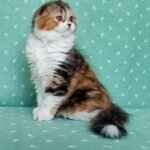 214 Lusi Scottish fold longhair female kitten