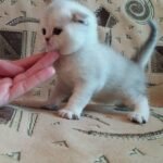 Bao Scottish fold silver chinchilla boy