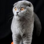 Cinderella Scottish fold shorthair female kitten