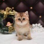 Holly purebred British shorthair female kitten