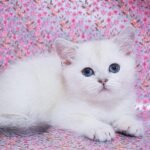 Brunei Scottish straight shorthair male kitten