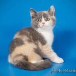 Marta purebred British shorthair female kitten