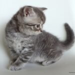 Lucky purebred Scottish shorthair male kitten with straight ears