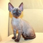 Onyx chocolate point color male kitten Devon Rex