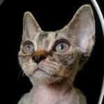 Freya purebred Devon Rex kitten