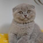 Fibi purebred Scottish fold in a lilac color