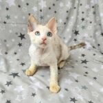 Kerry black tortie harlequin point color female kitten Devon Rex