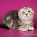 Bently Scottish fold shorthair male kitten